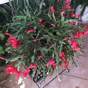 Meet your Posher, Vicky